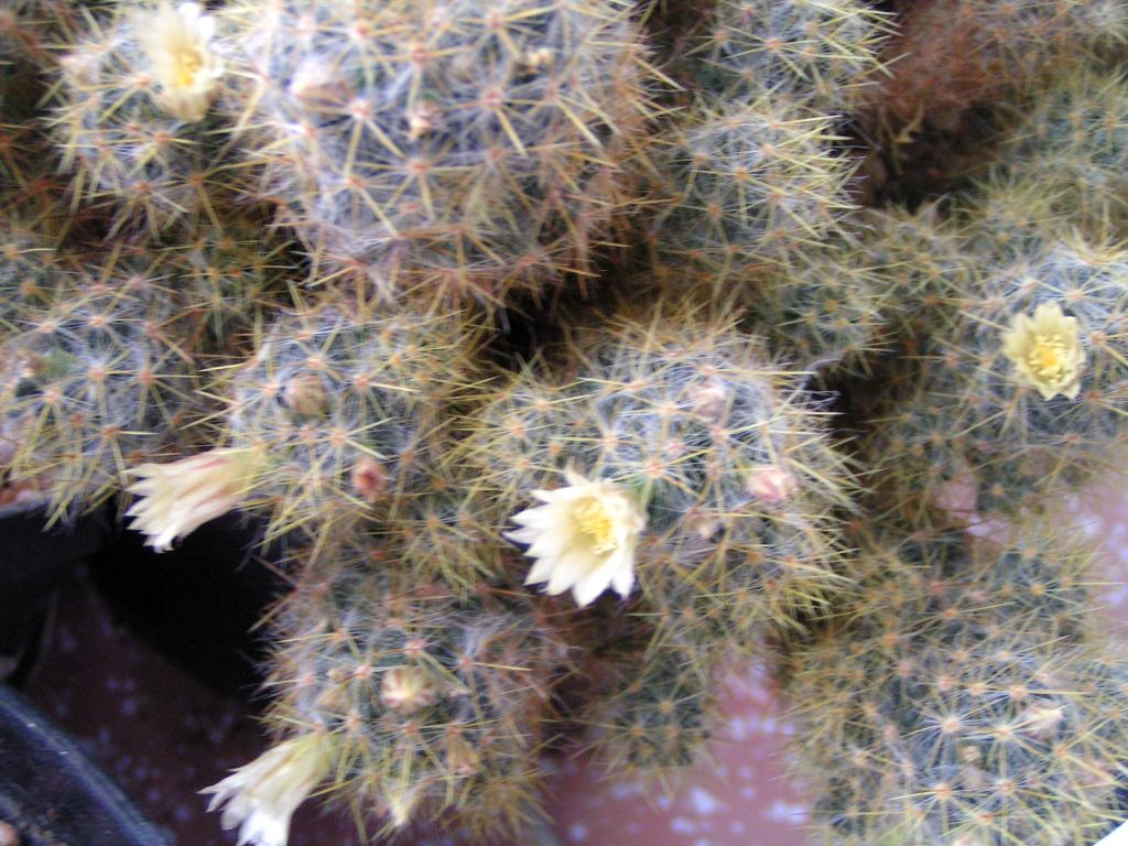 Mammillaria prolifera